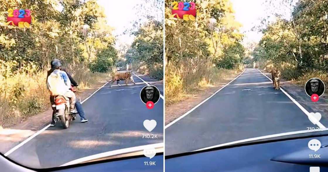 South African driver saves two bikers from a roaming tiger South African driver saves two bikers from a roaming tiger