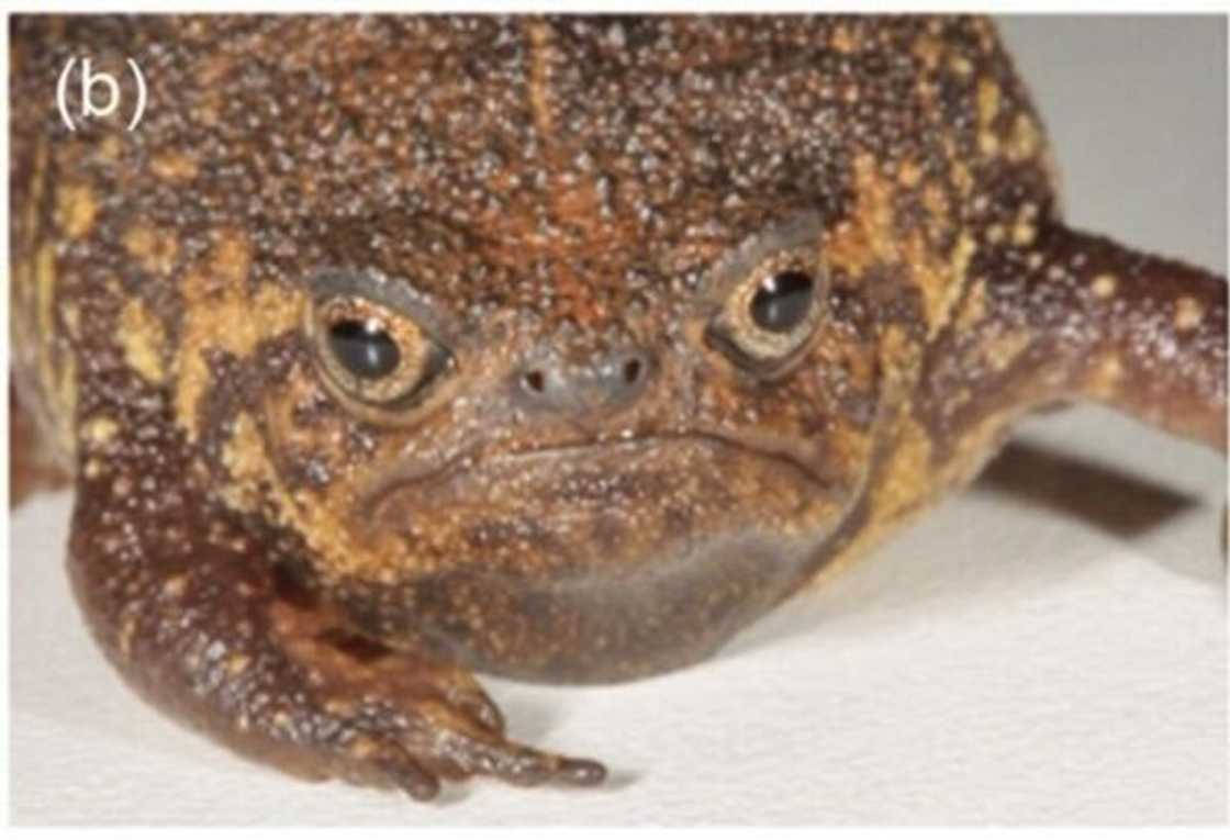 South Africa unveils a newly discovered species in the country. South Africa unveils a newly discovered species in the country.