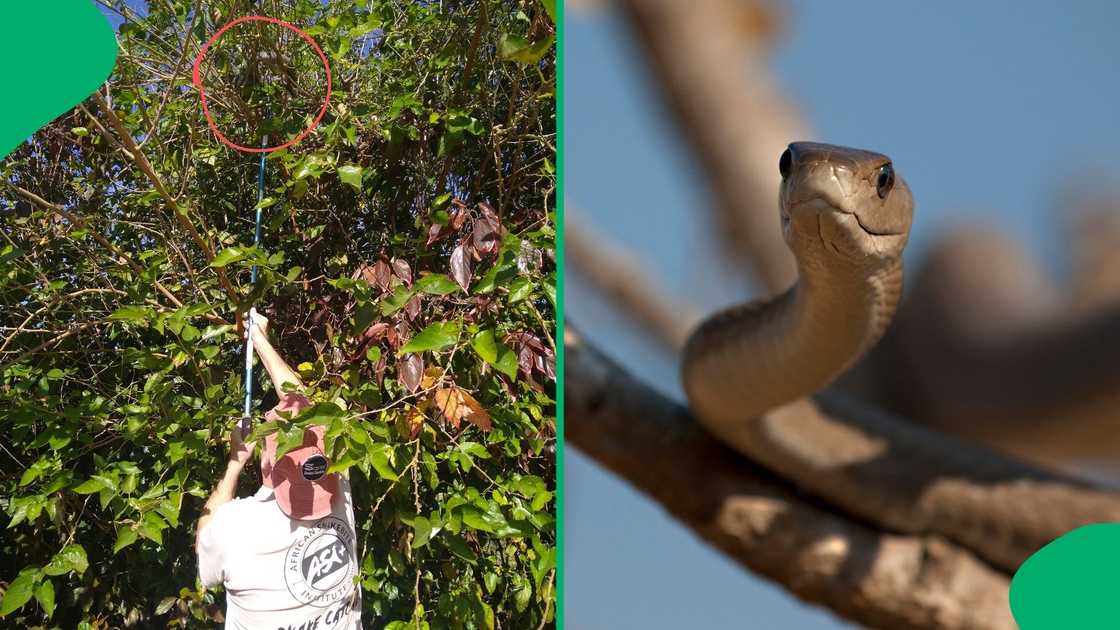 A man caught a black mamba in a tree.