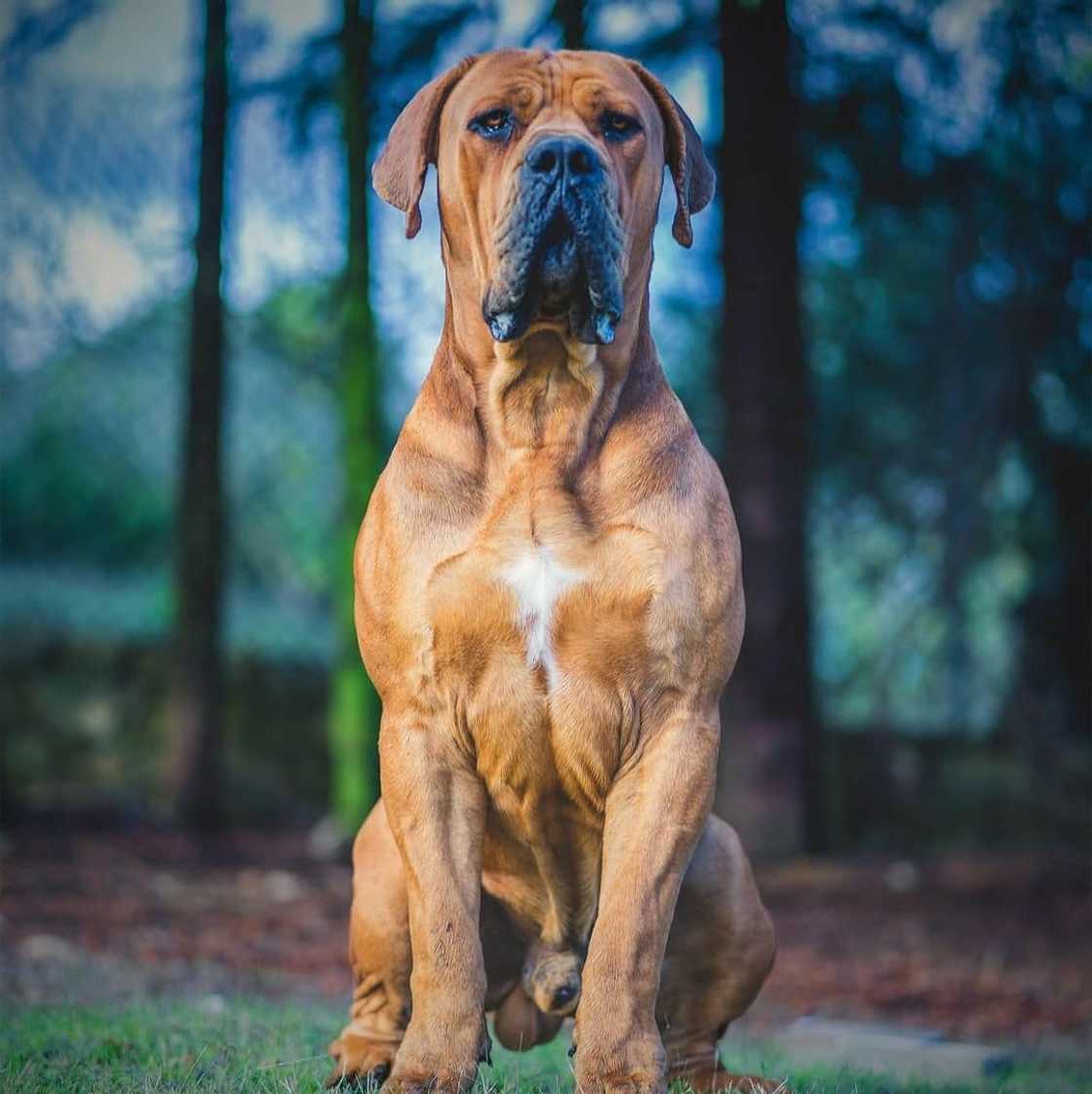 South African Boerboel: reasons why every homeowner should buy this dog breed South African Boerboel: reasons why every homeowner should buy this dog breed