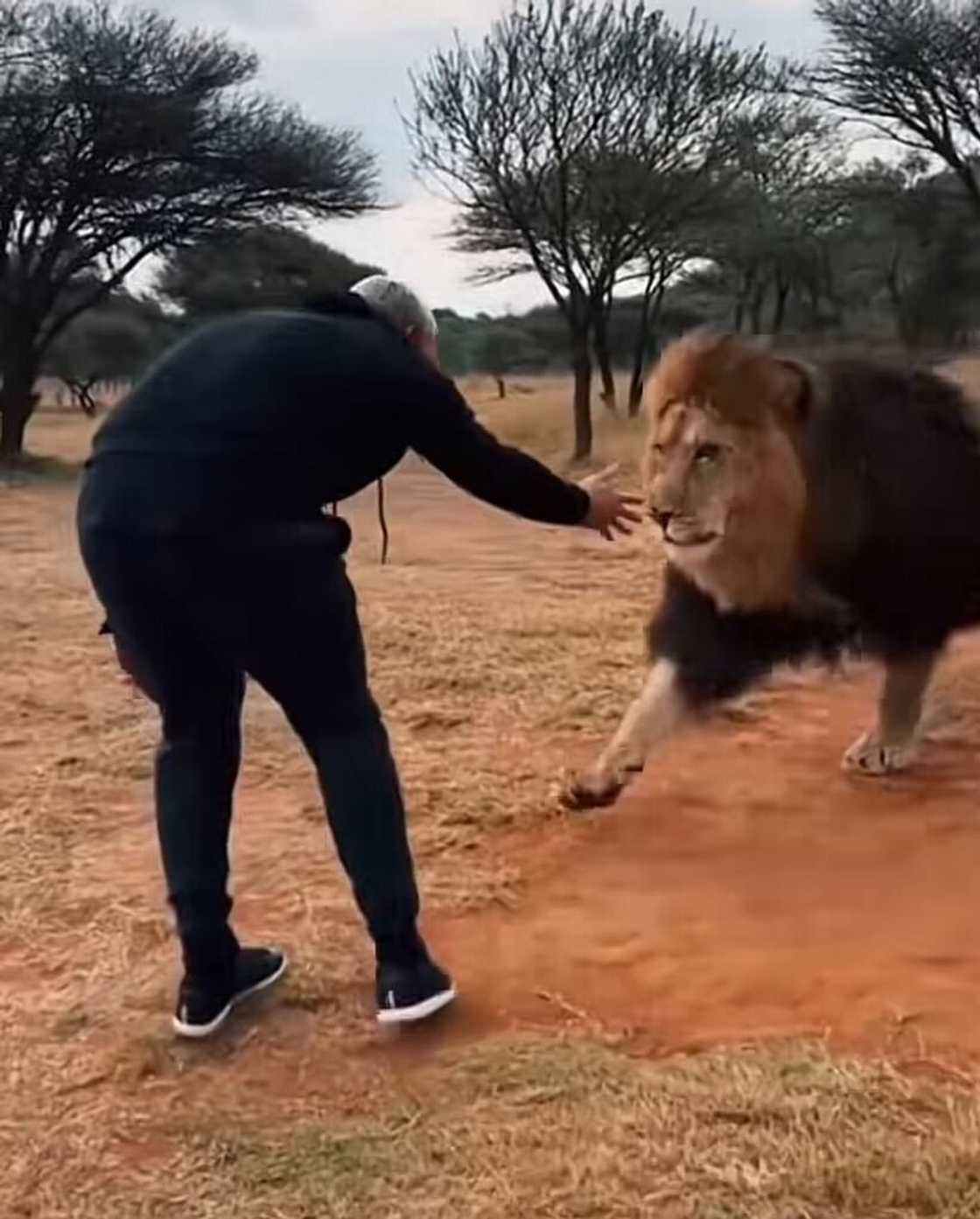 Lions' emotional reunion with their rescuers in a heartwarming video stunned online users. Lions' emotional reunion with their rescuers in a heartwarming video stunned online users.