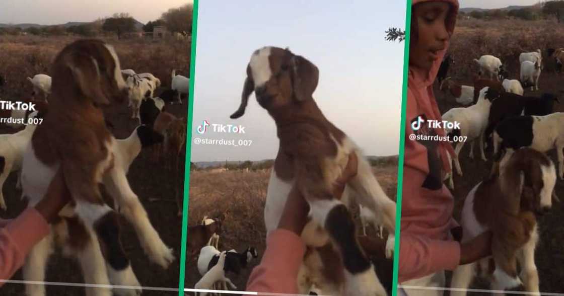Woman plays with baby goat Woman plays with baby goat