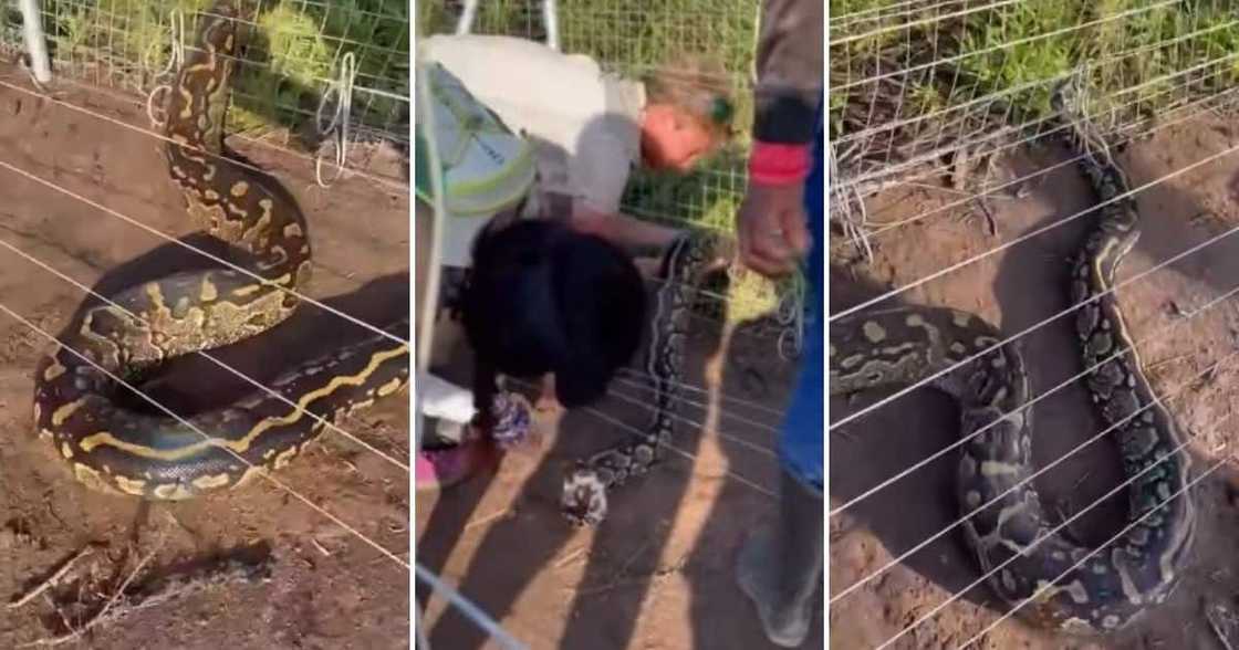 Group of friends, rescue, python South Africa, electric fence, Nick Evans, viral video, trending news Group of friends, rescue, python South Africa, electric fence, Nick Evans, viral video, trending news