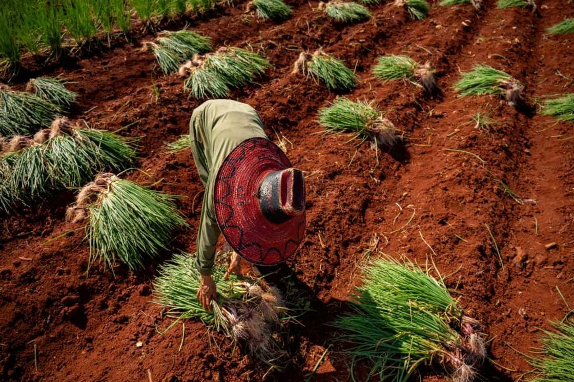 Formerly the breadbasket of Cuba, the province of Artemisa is among those to have seen a rapid production decline as farmers lack even the most rudimentary of supplies Formerly the breadbasket of Cuba, the province of Artemisa is among those to have seen a rapid production decline as farmers lack even the most rudimentary of supplies