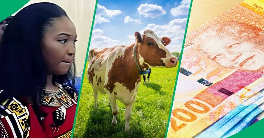 A cultural expert said lobolo negotiations need to be finalosed before Nomcebo Zuma could be officially considered the King’s fiancé A cultural expert said lobolo negotiations need to be finalosed before Nomcebo Zuma could be officially considered the King’s fiancé