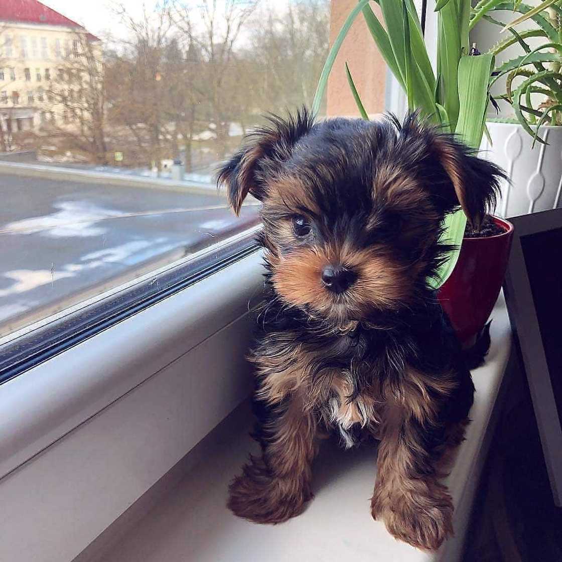 cutest dogs cutest dogs