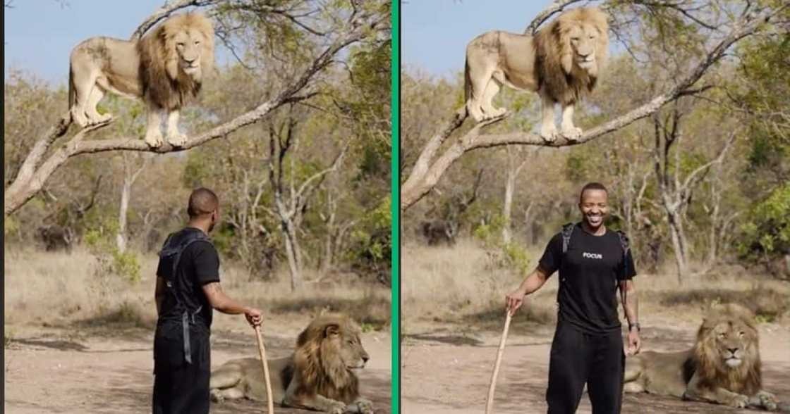 A man stood with lions