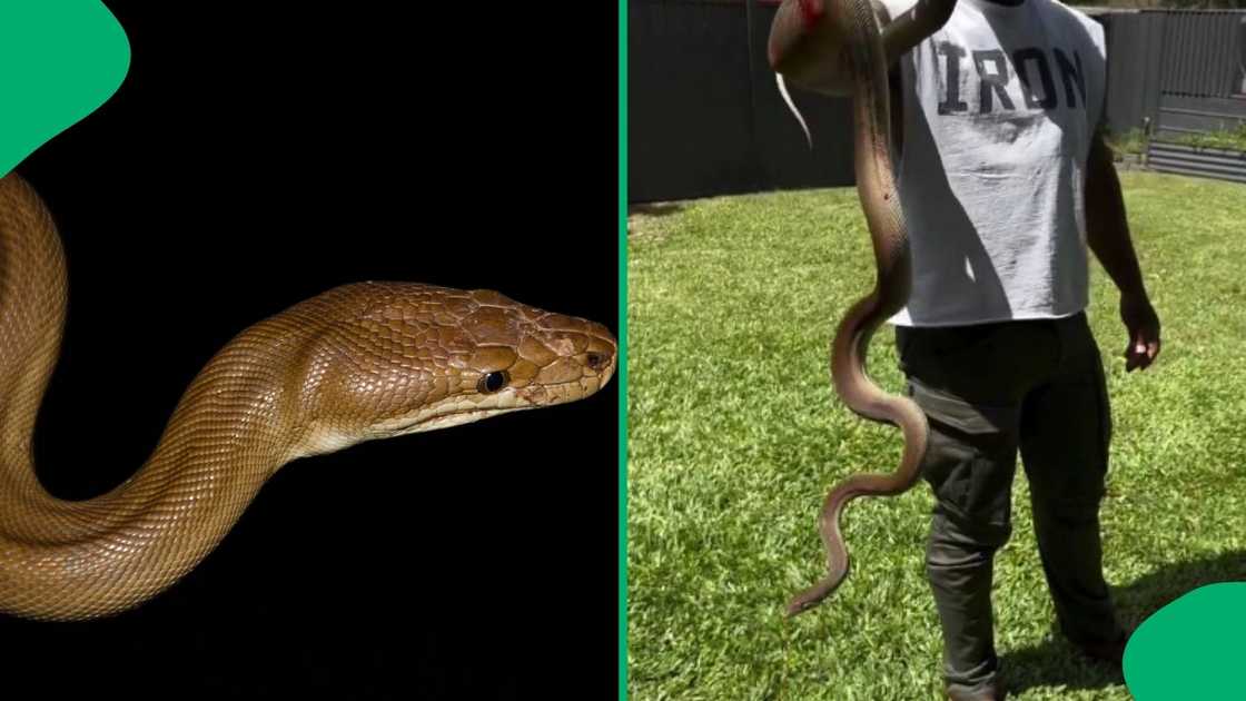 Man's snake resembles olive python Man's snake resembles olive python