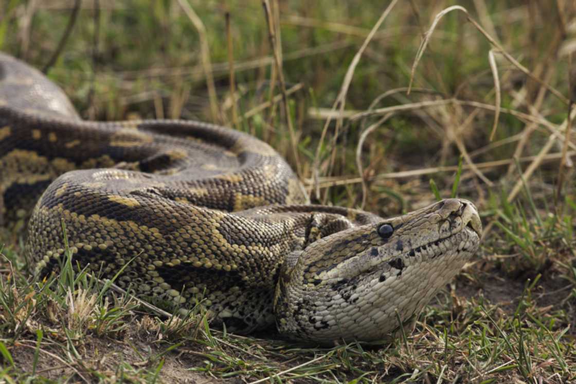 A massive six-metre python was spotted slithering through a farm in Matopos, sending shockwaves through online users.