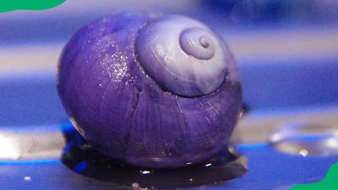 Violet sea snail in an ocean Violet sea snail in an ocean