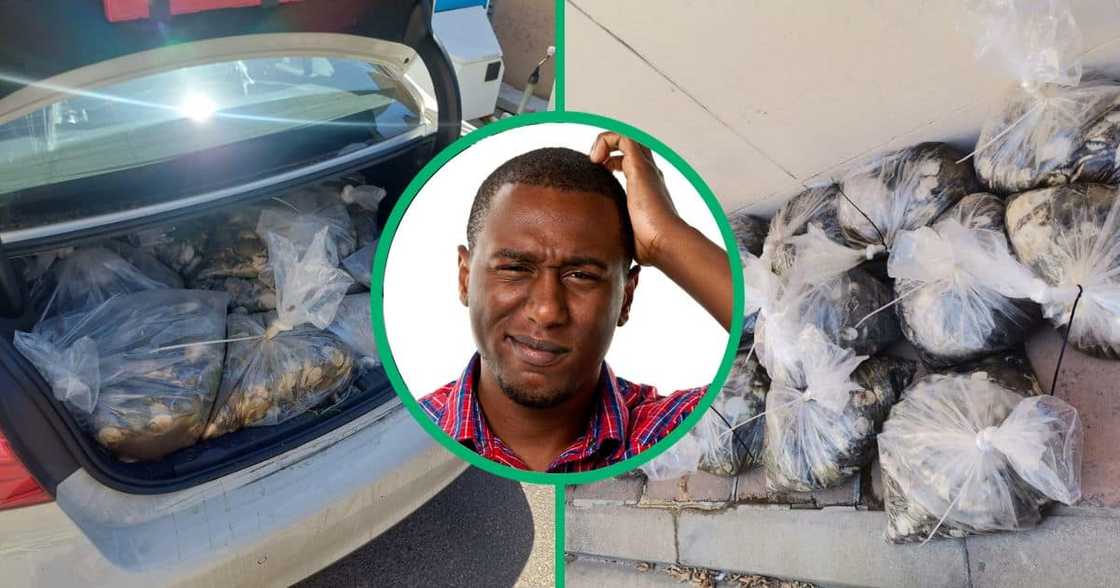 South Africans have no idea what abalone is after poachers were caught in Franschhoek with abalone worth R500,000 South Africans have no idea what abalone is after poachers were caught in Franschhoek with abalone worth R500,000