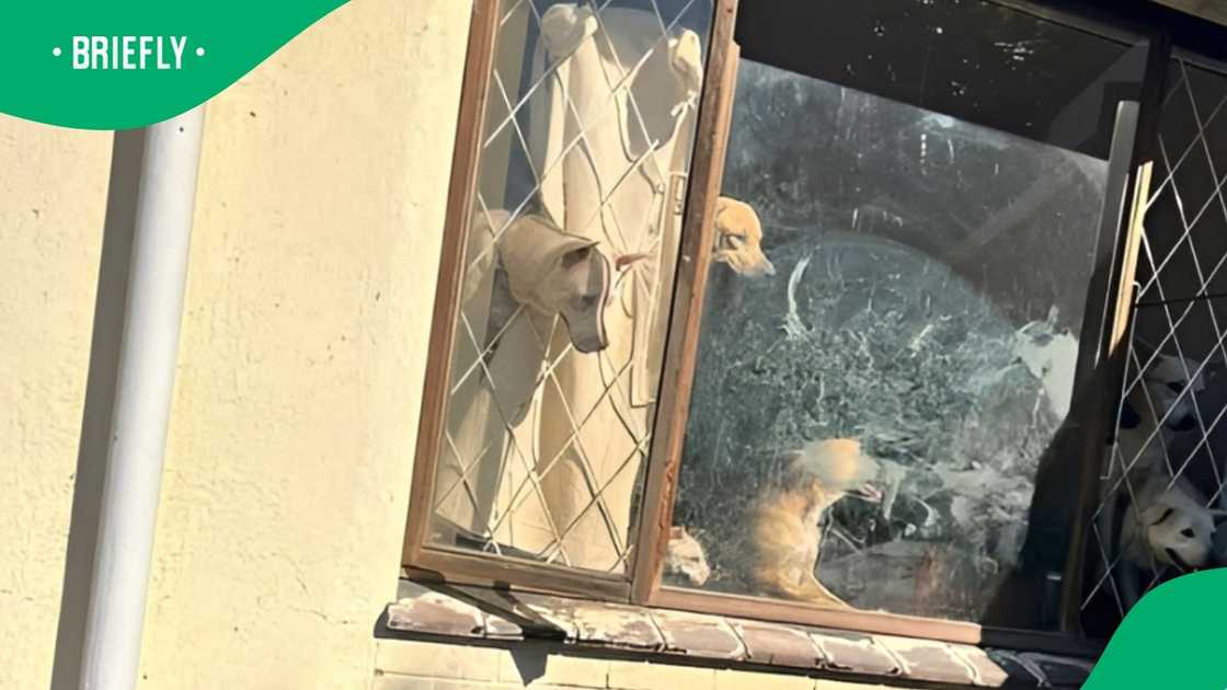 The SPCA took 68 dogs into their care following a joint municipal enforcement operation