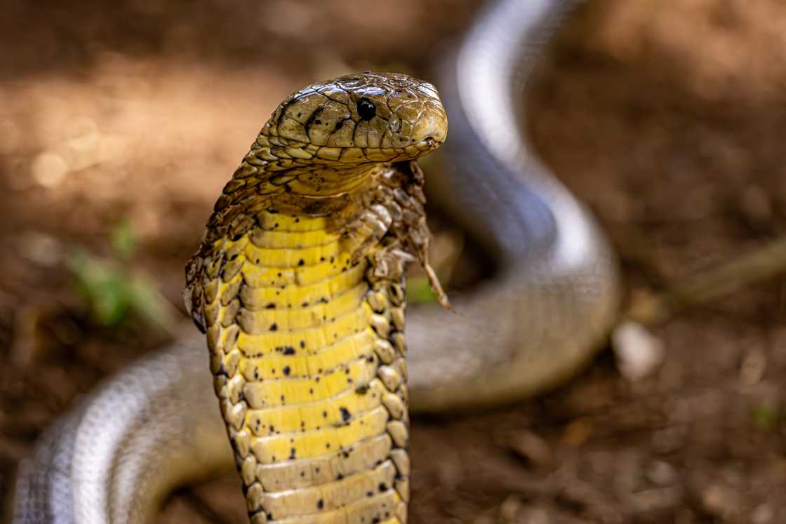 A stock photo of a Brown Forest Cobra with its body raised up A stock photo of a Brown Forest Cobra with its body raised up