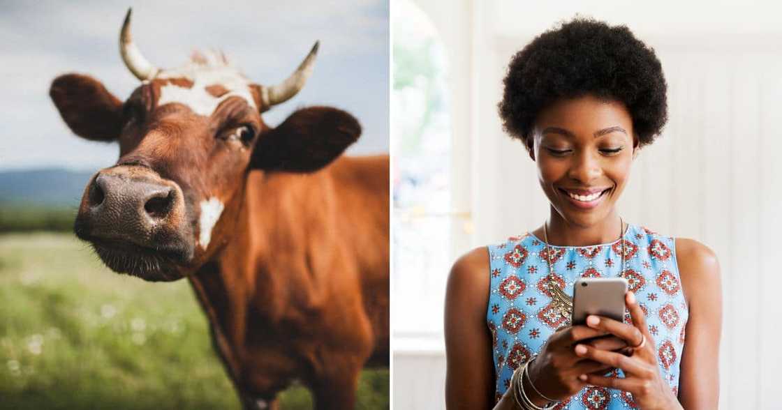 Video, Woman, Looting Cow Head, N4 Meat Truck Video, Woman, Looting Cow Head, N4 Meat Truck