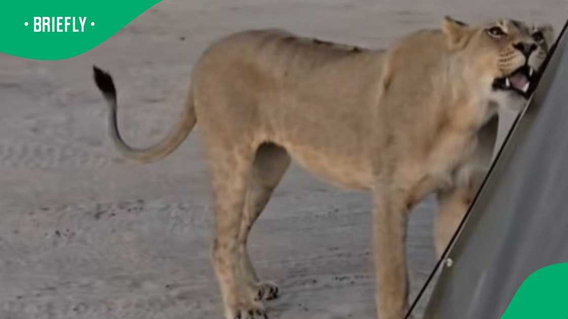 Lion approaches tent in TikTok video Lion approaches tent in TikTok video