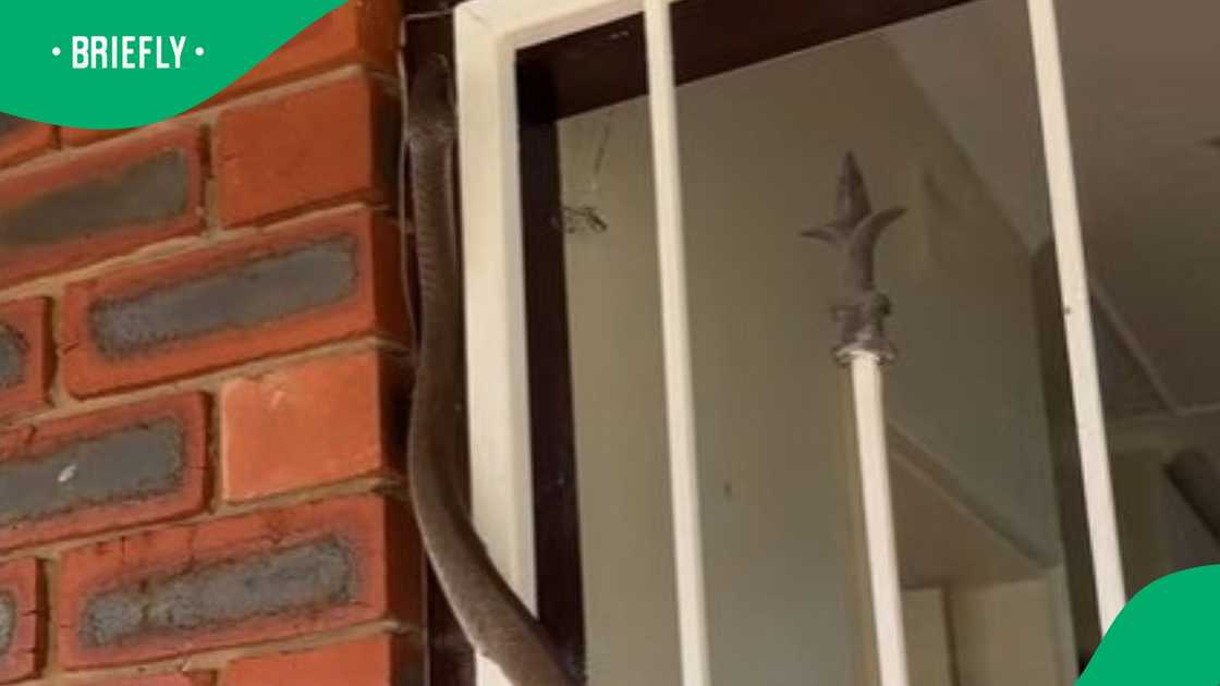 A black mamba was spotted over a door A black mamba was spotted over a door
