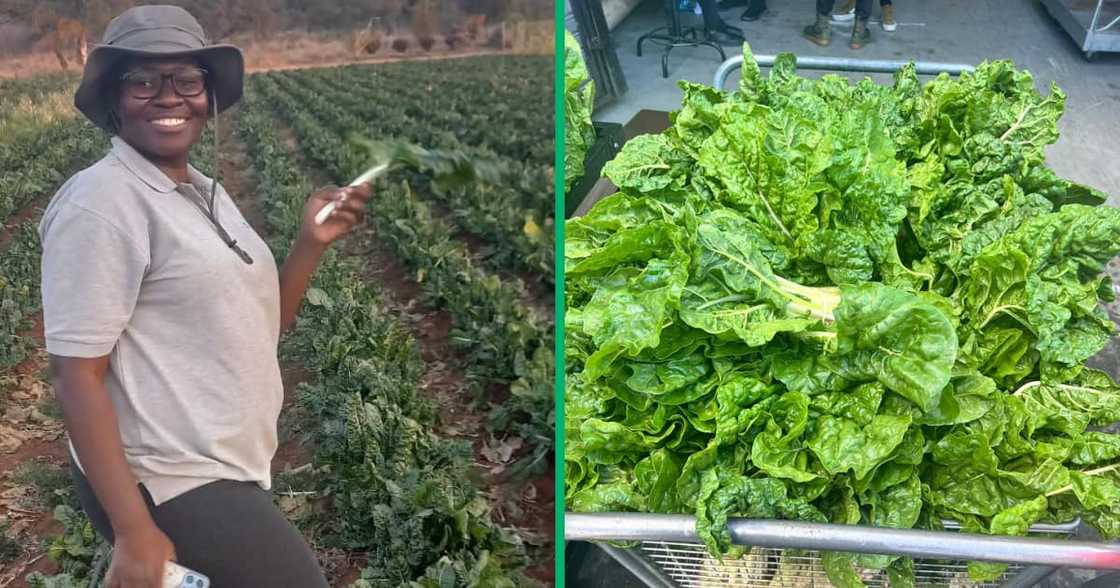 Primrose Ndlovu is farmer in the North West province who is a qualified accountant Primrose Ndlovu is farmer in the North West province who is a qualified accountant
