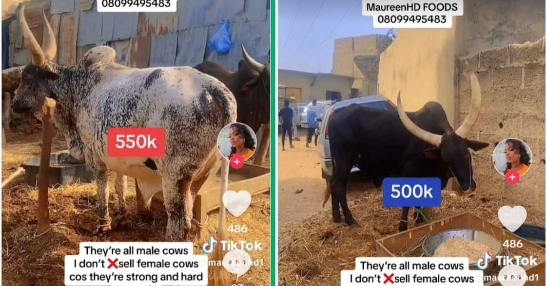 A woman shows off her livestock that is up for sale