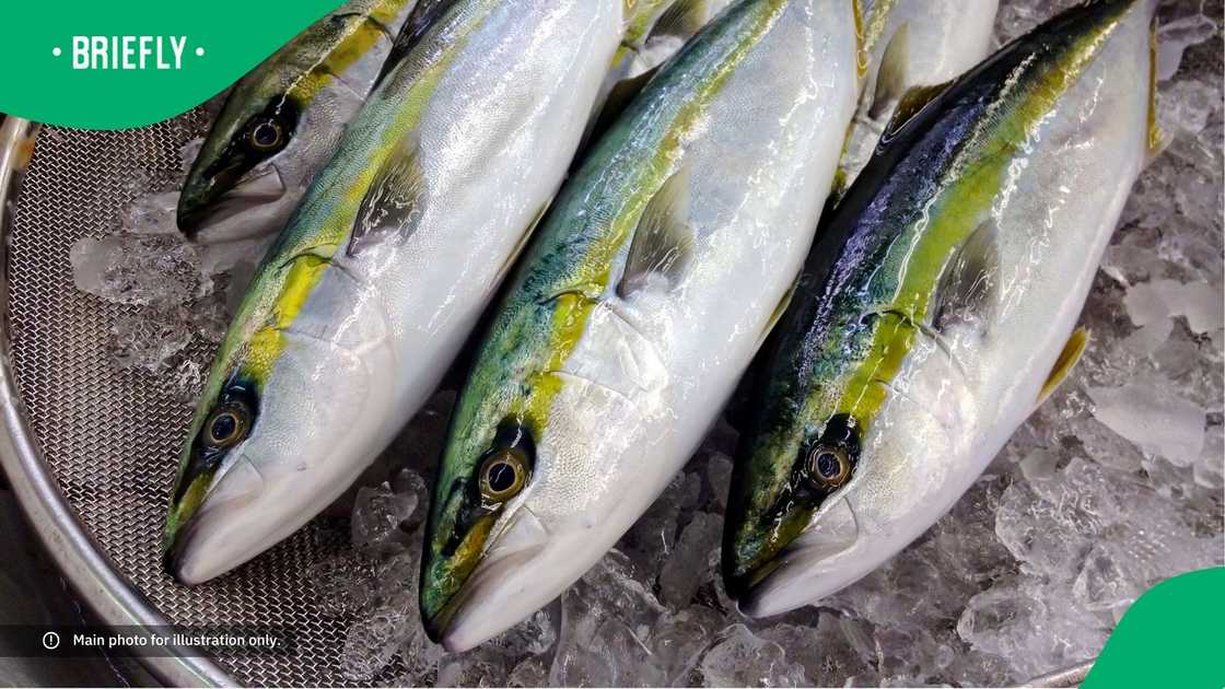 Yellowtails on a bed of ice. Yellowtails on a bed of ice.