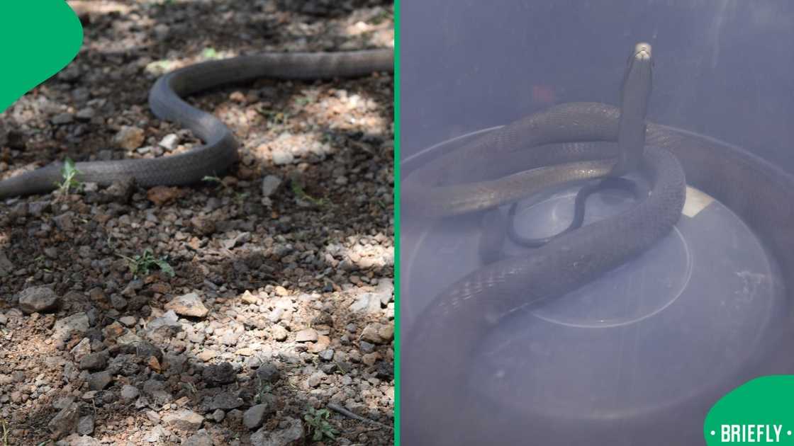The image on the right showed the black mamba The image on the right showed the black mamba