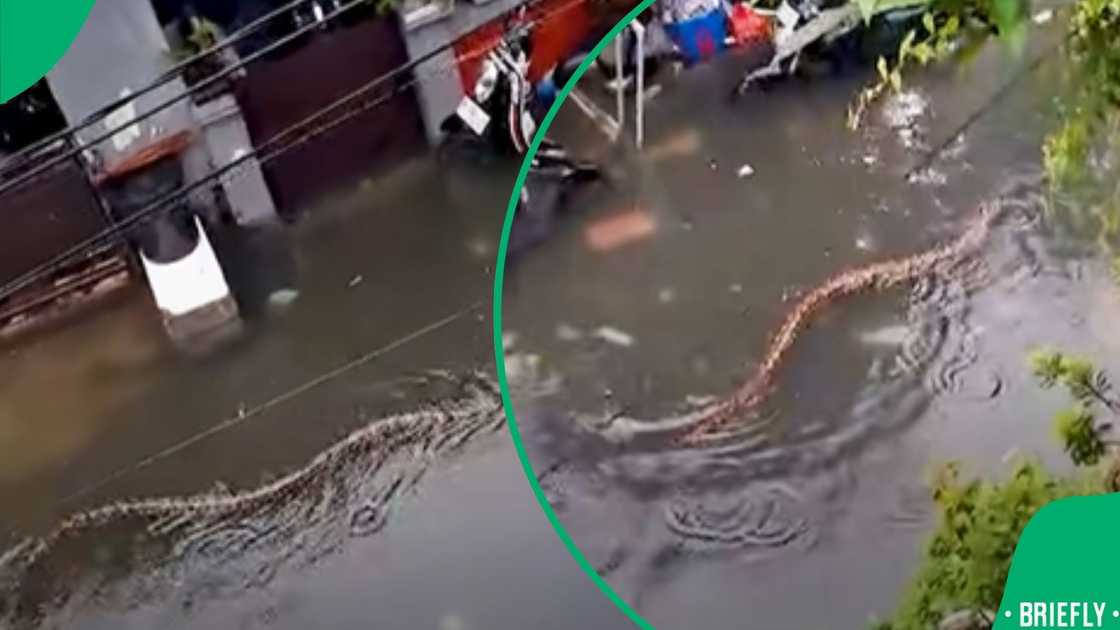 As torrential downpours battered Bali, floodwaters revealed an enormous snake measuring approximately five metres As torrential downpours battered Bali, floodwaters revealed an enormous snake measuring approximately five metres