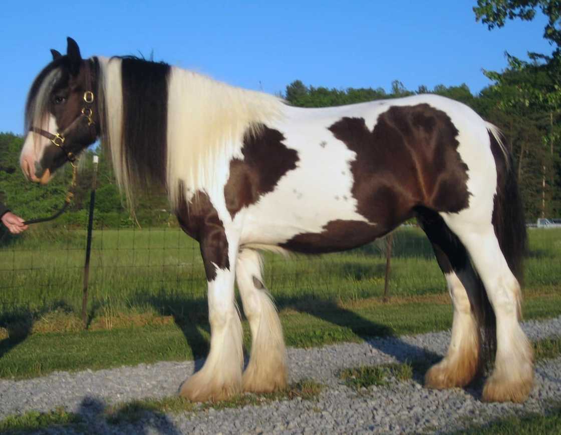 What is the most expensive horse in the world 2021? What is the most expensive horse in the world 2021?