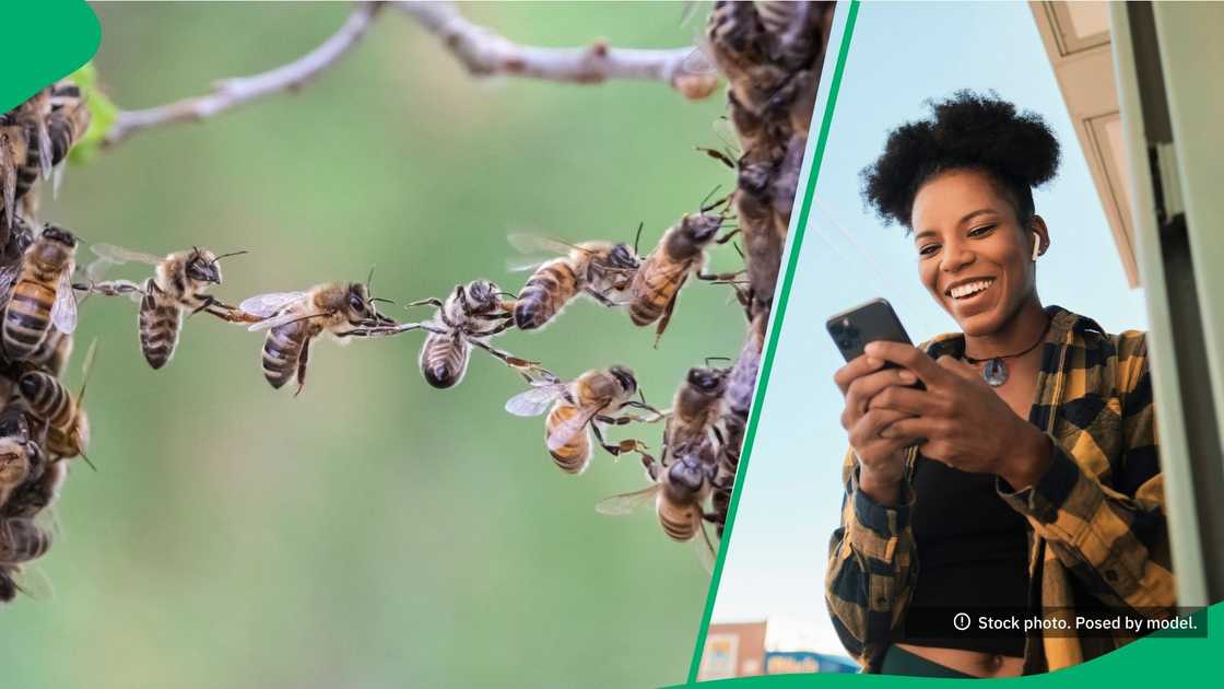 Bees stung KwaDukuza, KwaZulu-Natal residents who tried to loot an overturned beer truck Bees stung KwaDukuza, KwaZulu-Natal residents who tried to loot an overturned beer truck