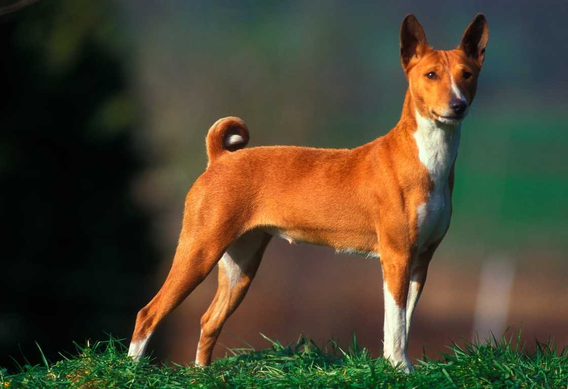 Basenji, African Barkless Dog Basenji, African Barkless Dog
