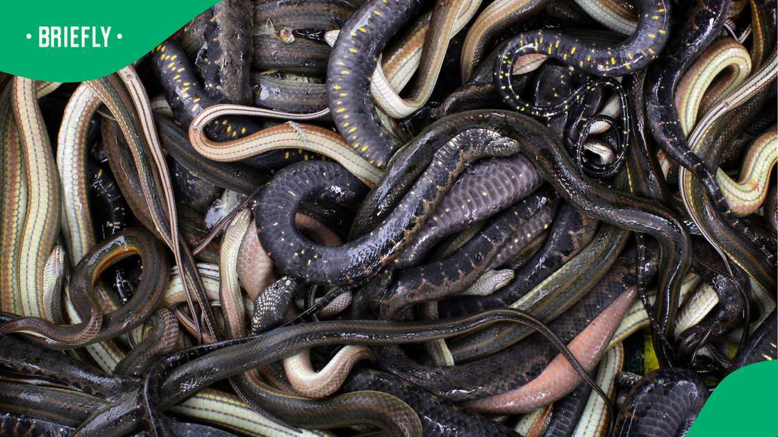 NSPCA pleads with SA to stop killing snakes NSPCA pleads with SA to stop killing snakes