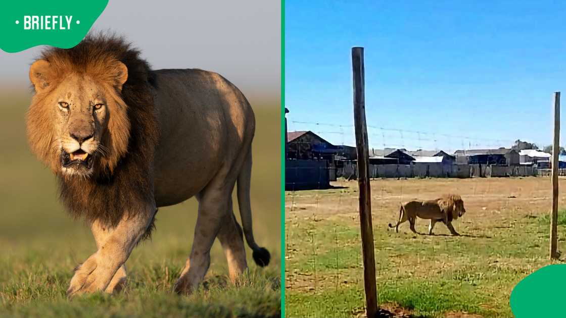 Lion on loose in Redan as drone and police join massive search Lion on loose in Redan as drone and police join massive search