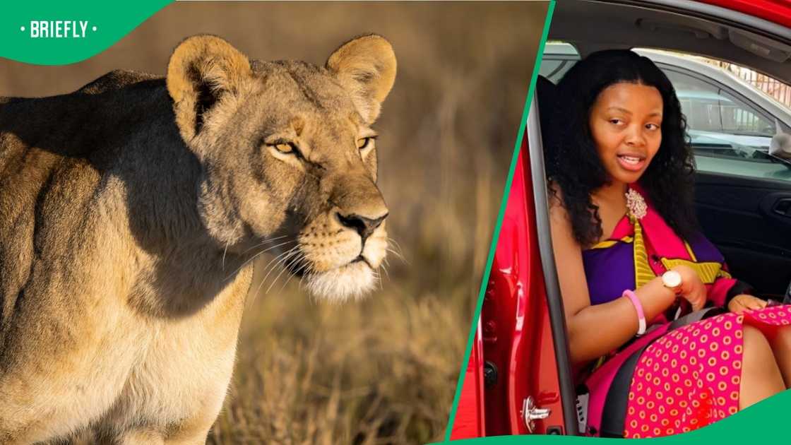 A lion damaged a woman's car.