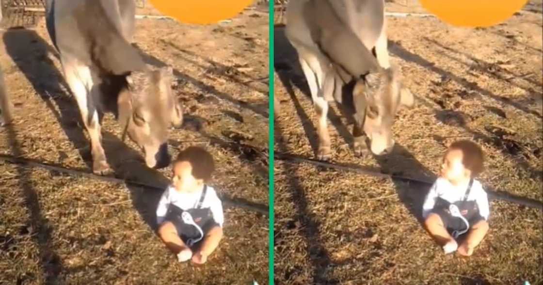 A man placed his baby in front of cows to test its DNA, and the video sparked discussion on Twitter A man placed his baby in front of cows to test its DNA, and the video sparked discussion on Twitter