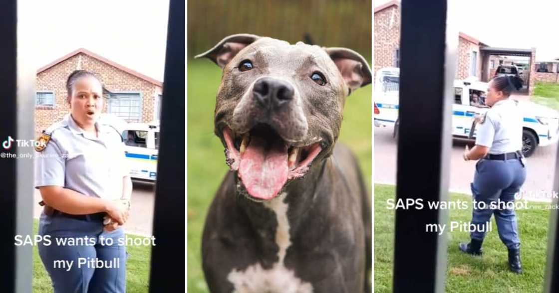 SAPS officer who threatened to shoot a pit bull SAPS officer who threatened to shoot a pit bull