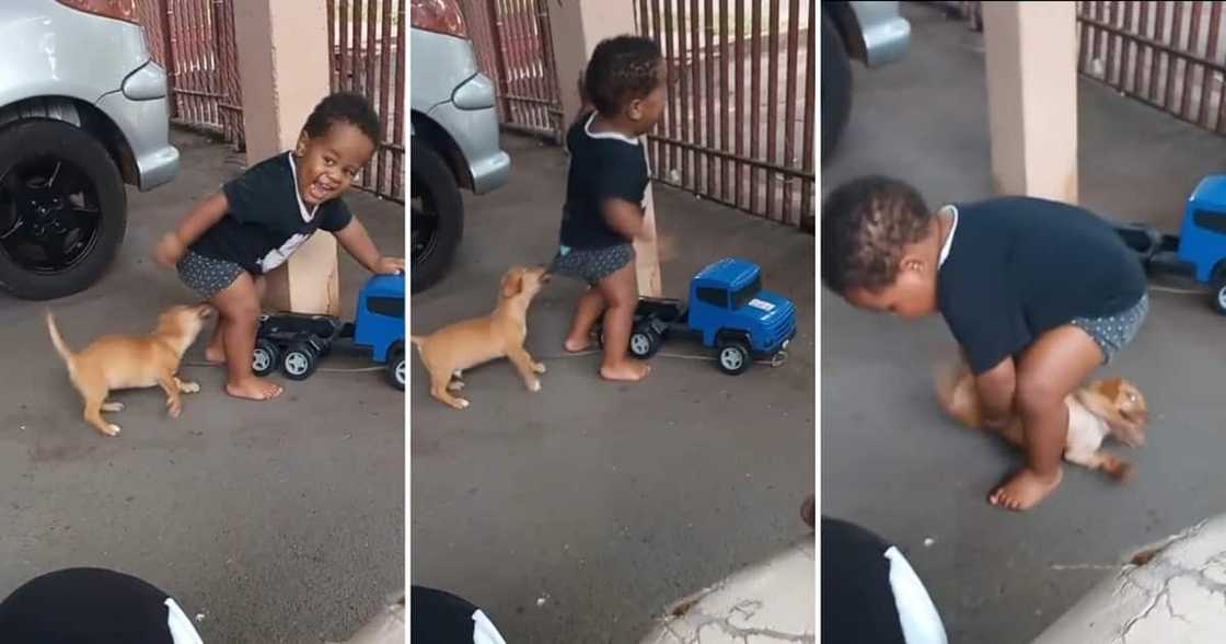 A video of a baby playing with a puppy A video of a baby playing with a puppy