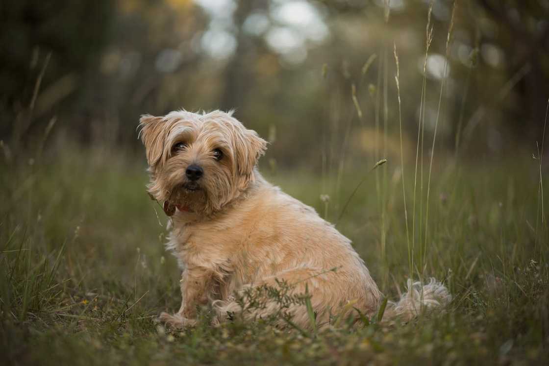 Norfolk Terrier in Summer pastures