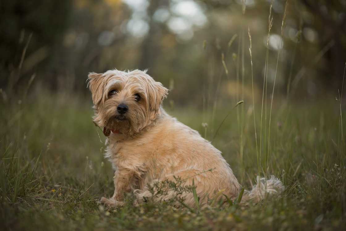 Norfolk Terrier in Summer pastures Norfolk Terrier in Summer pastures