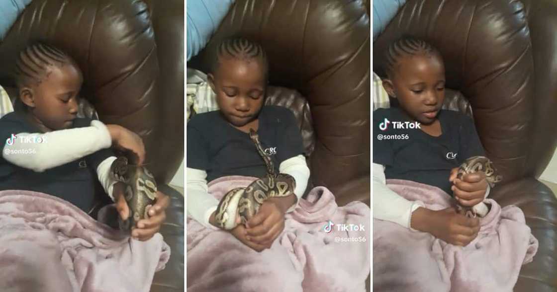 A brave girl played with a pet snake while chilling on the couch A brave girl played with a pet snake while chilling on the couch