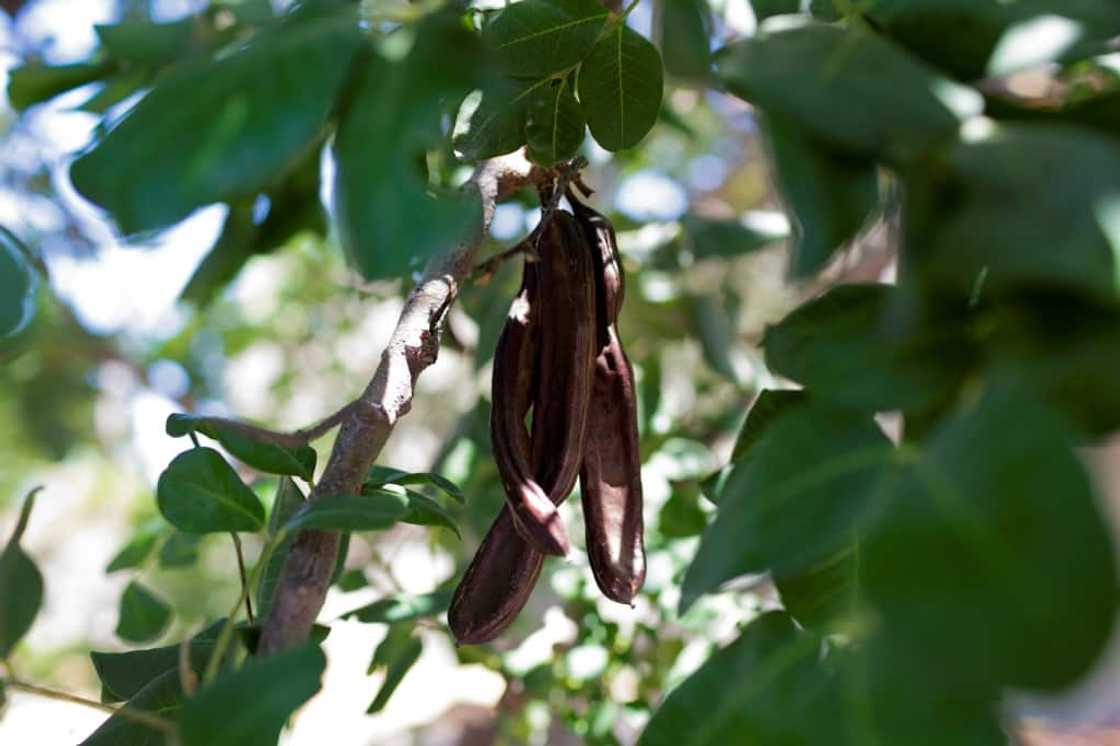 For some, carob has a chequered reputation as a chocolate substitute For some, carob has a chequered reputation as a chocolate substitute