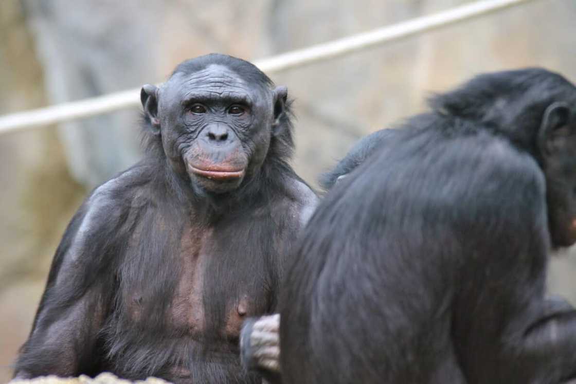 Karen: Popular ape receives coronavirus vaccine in US zoo Karen: Popular ape receives coronavirus vaccine in US zoo