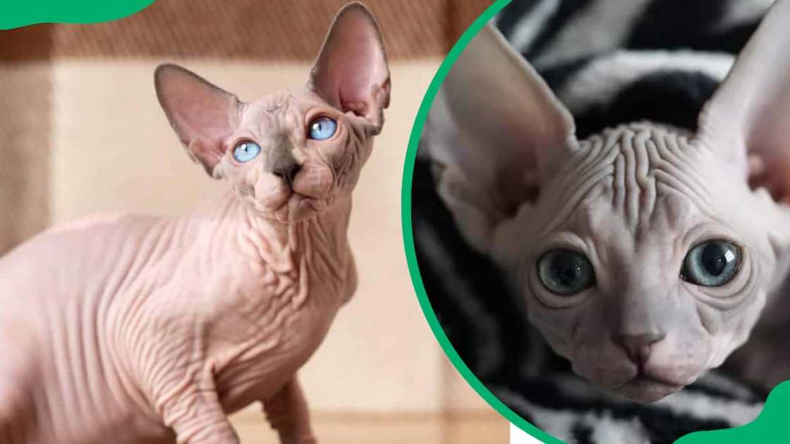 Sphynx cat breed