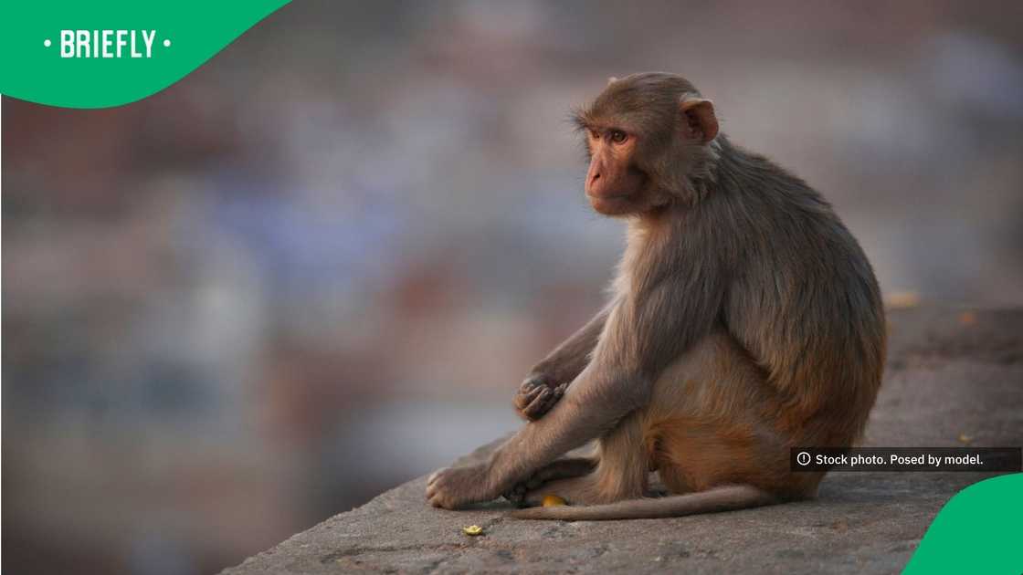 A lone rhesus macaque monkey sat quietly on a stone ledge while looking off into the distance A lone rhesus macaque monkey sat quietly on a stone ledge while looking off into the distance