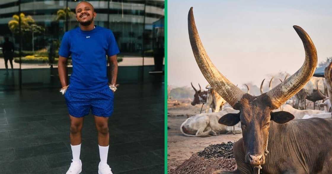 Kabza De Small buys Ankole cow Kabza De Small buys Ankole cow
