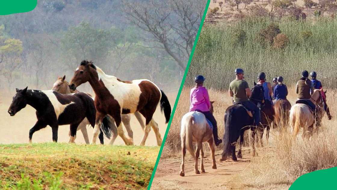 People riding horses People riding horses
