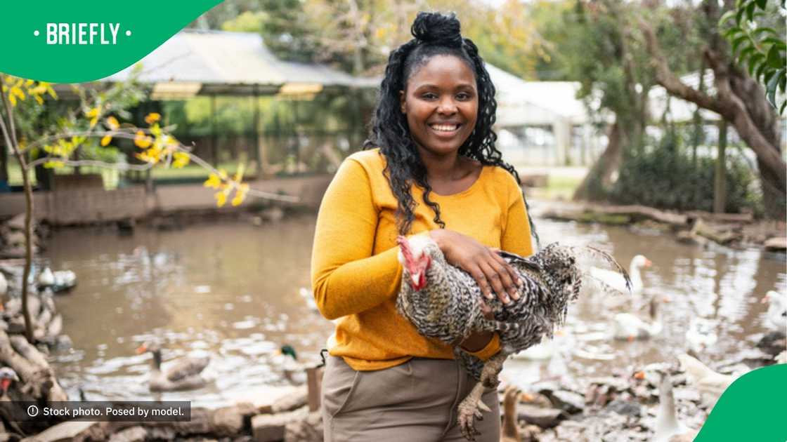 Woman surprise people with pet chicken Woman surprise people with pet chicken