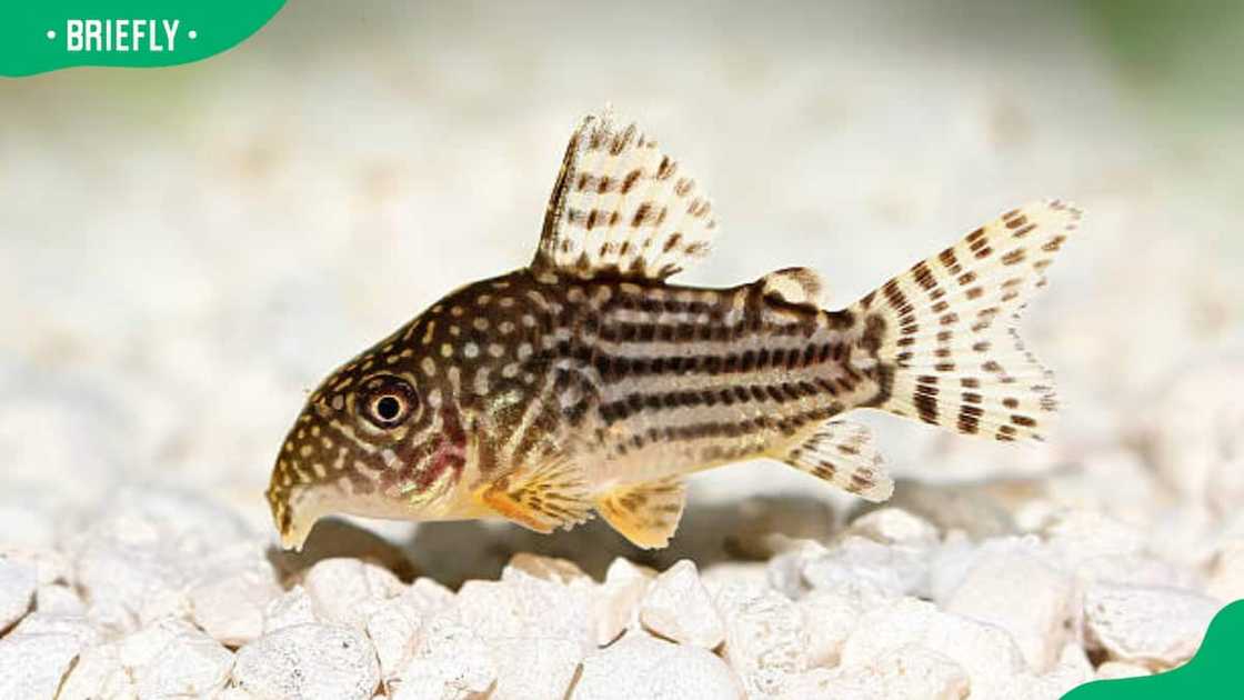 Fish starts with x Fish starts with x