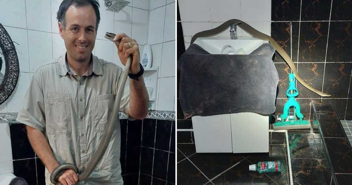 Snake, black mamba, social media Snake, black mamba, social media