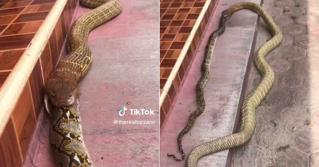 Snake eating another one ghost TikTok viral Snake eating another one ghost TikTok viral