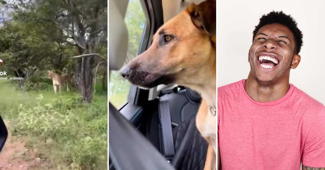 Dog seeing lion Dog seeing lion