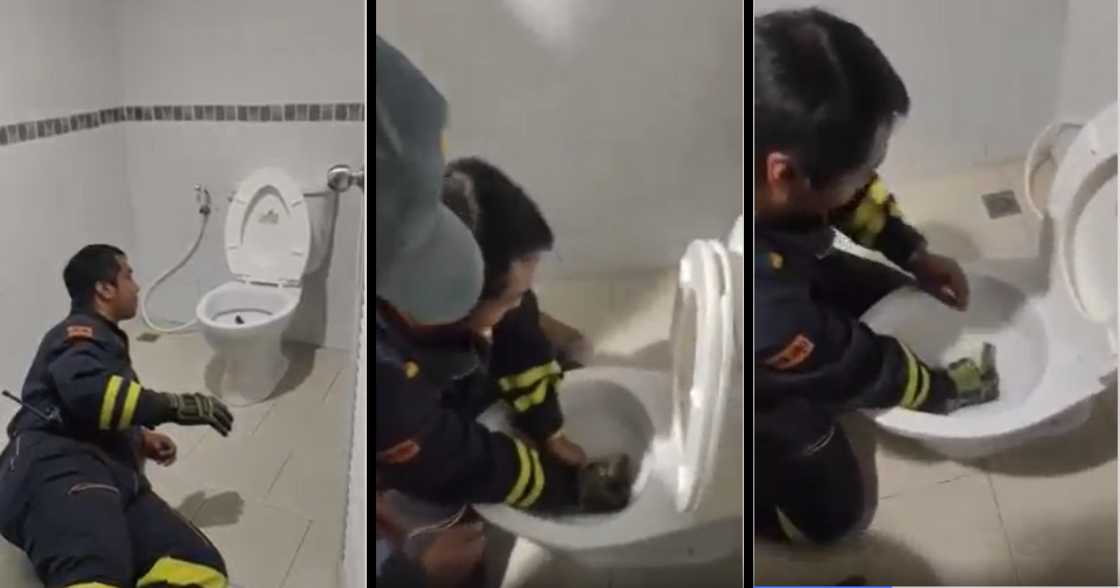 Thailand, snake, toilet, bathroom, dangerous, catch Thailand, snake, toilet, bathroom, dangerous, catch