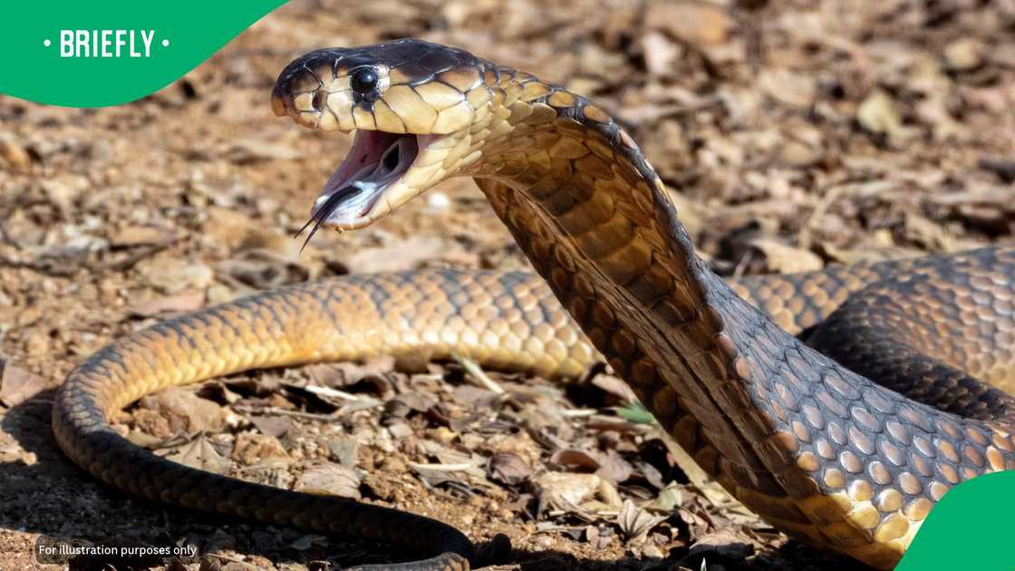 Snake handlers issued a stern warning after a cobra bit an untrained handler
